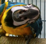 Maraca the Blue and Gold Macaw.